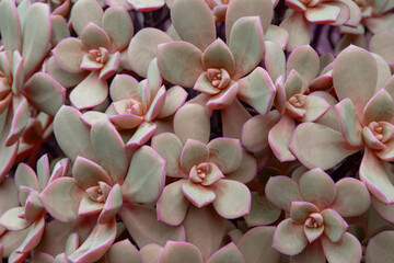 Close-up of pink ixora flower,Thailand.