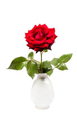 Background with a beautiful red rose in a vase on a white background