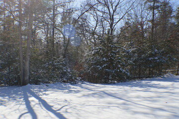 snow covered woods