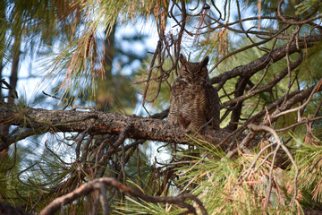 Owl in tree
