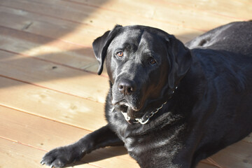 Black Labrador Dog in Mountains