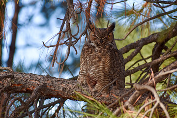 Owl in tree