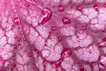 Drops of water on a pink leaf. Macro. Background.