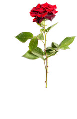 Beautiful red rose on a white background, background with red rose