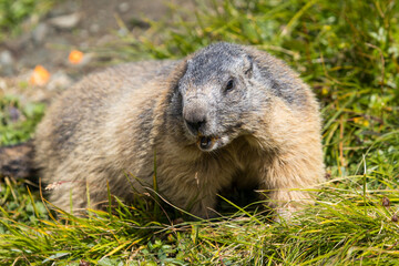 Naklejka na ściany i meble Groundhog (marmota monax) from the alps in Austria