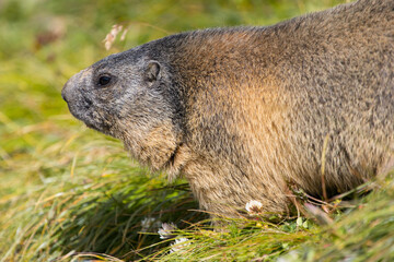 Cute fluffy groundhog in the green grass