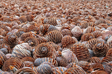 Cedar cones dried for their seeds.