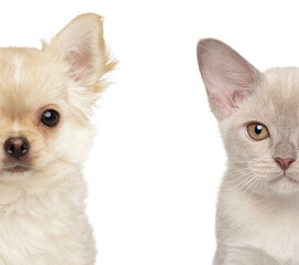 Chihuahua puppy and Burmese kitten in close-up, half-faces
