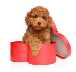 A sweet Toy Poodle puppy in a festive heart-shaped gift box