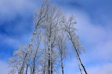 Winter landscape after a snow storm eastern township Quebec Canada