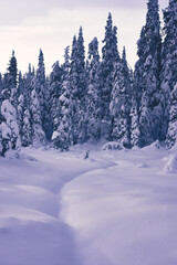 Winter of the Hemningsdalen Valley of the Totenaasen Hills, Oppland, Norway.