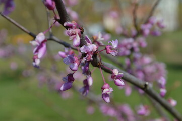 flowers on a branch