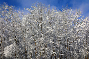 Winter landscape after a snow storm eastern township Quebec Canada
