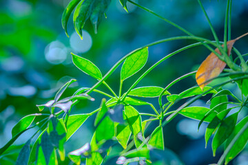Closeup shot of fresh green leaf of exotic plant growing in garden. Green plant leaves. The nature of green leaves in the garden in summer. Natural green leaves plants using as spring ecology greenery