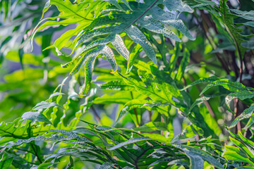 Golden polypodium, golden serpentine fern Phlebodium aureum. Family Polypodiaceae. Manaus. Leaves of snake fern on a blurred background. Leaves of water fern