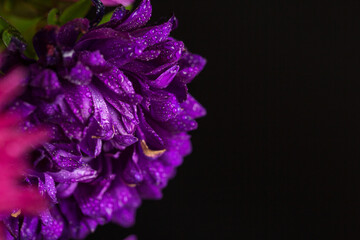 Purple chrysanthemums with dew drops on a black background, background with flowers