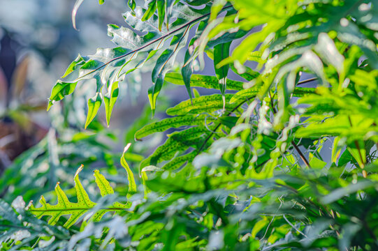 Golden polypodium, golden serpentine fern Phlebodium aureum. Family Polypodiaceae. Manaus. Leaves of snake fern on a blurred background. Leaves of water fern
