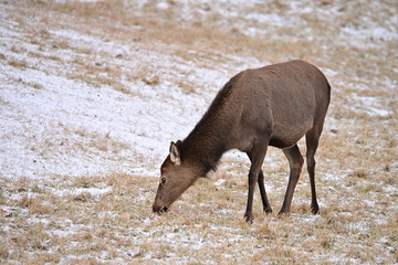 A female Elk grazing on a snow covered pasture at a Elk farm