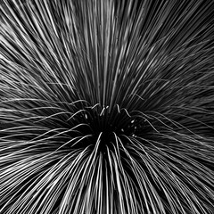 Long leaf ribbon plant cactus black and white close up abstract bw