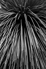 Obraz premium Long leaf ribbon plant cactus black and white close up abstract bw
