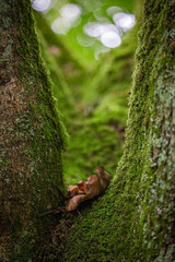 Tree stump with moss and lichen and plants growing out of it