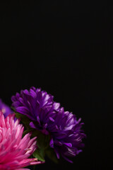 Purple chrysanthemums with dew drops on a black background, background with flowers