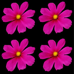 Cosmos bipinnatus, commonly called the garden cosmos or Mexican aster, is a medium-sized flowering herbaceous plant in the daisy family Asteraceae, native to the Americas