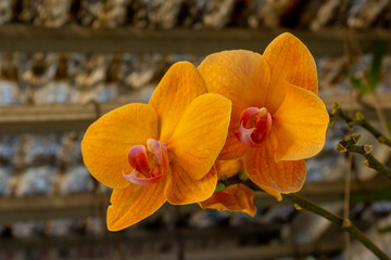 Phalaenopsis Orchid flowers or Moth Orchid flowers. Close up shots