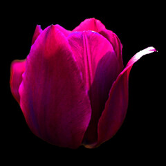 Image of Tulips is a perennial, bulbous plant with showy flowers in the genus Tulipa, of which up to 109 species printed on Printed Glass Splashbacks