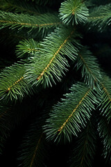 Lush Pine Needles Close-up