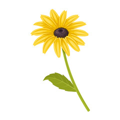 Naklejka premium Vector illustration, Thunbergia alata, commonly called black-eyed Susan vine, isolated on white background.
