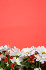 White chrysanthemum flowers on a red background, background with chrysanthemums