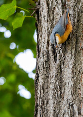 Eurasian Nuthatch (Sitta europaea) Outdoors