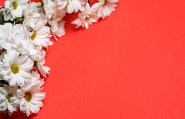 White chrysanthemum flowers on a red background, background with chrysanthemums