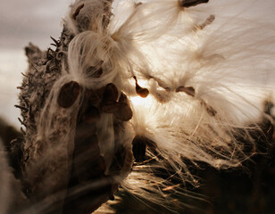 Milkweed seed pod, sunset