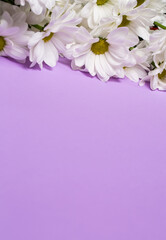 White chrysanthemum flowers on a purple background, background with chrysanthemums