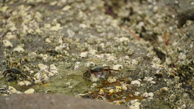 Crab navigates barnacle-laden rock surface near sea, foraging, marine biodiversity, applicable for eco tour promo, aquarium visuals, biology research aid, climate impact study tidal fauna showcase.
