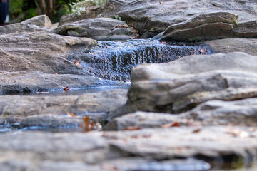 stream in the forest