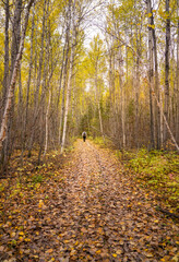walking path in autumn forest
