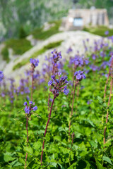 Closeup of purple flowers in the Swiss mountains