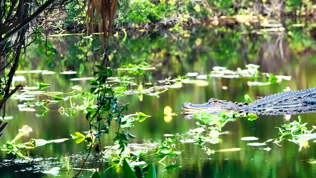 Alligator in Florida Park, Walsingham Park, Nature, Trees, Forest, Original photo by Christy Mandeville