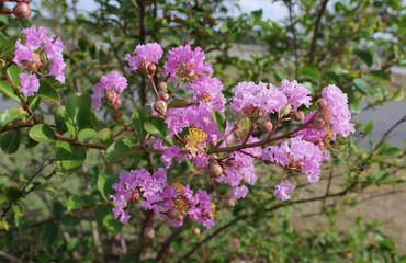 Pink flowers on a Crepe Myrtle plant in a garden