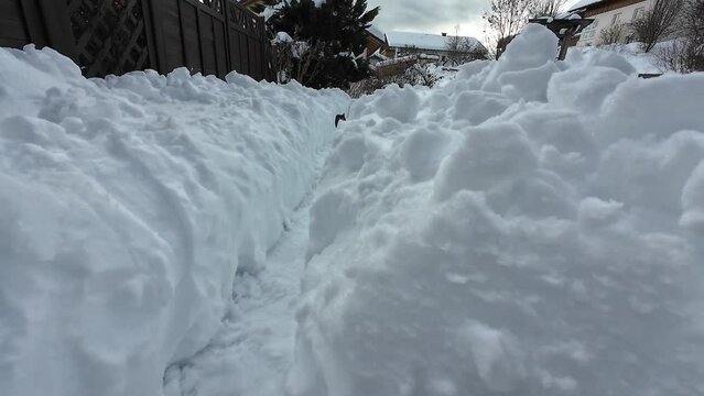 Lustiges Video von einer Katze die fr&ouml;hlich durch den hohen Schnee rennt
