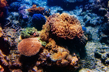 Naklejka na ściany i meble The colorful coral reefs under the sea near the Green Island in Cairns