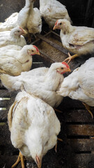 Group of white breed broiler chickens in the cage