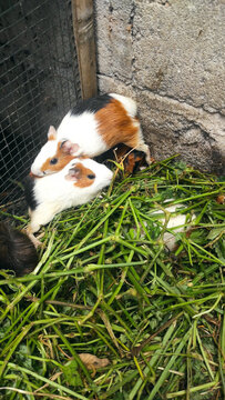 group of guinea pig gathered in the corner of the cage, afraid to human. shreded green fresh vegetables as the ground and their food.