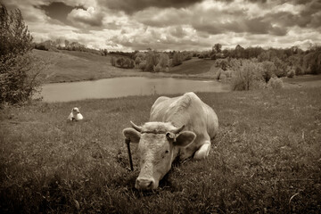 On the green grass, on the bank of the river, a cow lies and rests.