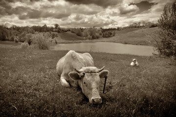 On the green grass, on the bank of the river, a cow lies and rests.