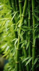A close up of a bamboo plant with green leaves.
