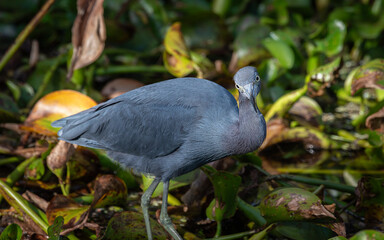 You looking at me?!?  When birding goes wrong...
Little Blue Heron giving me the stink eye!!!! 